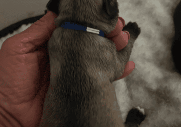 Purebred Miniature Schnouzers male/female