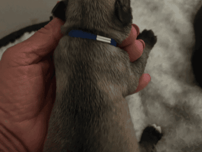 Purebred Miniature Schnouzers male/female