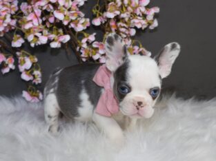 KOI PATTERN MERLE FRENCHIE FEMALE