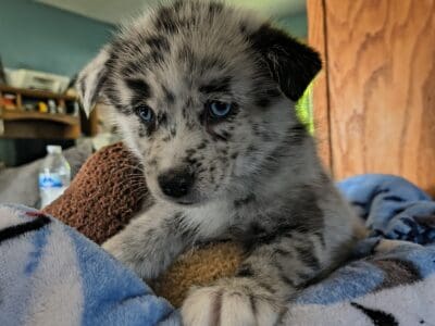 Pomsky puppy Luna