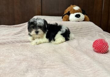 MaltipooYorkie puppy