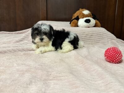 MaltipooYorkie puppy