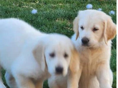 White plush Female Golden Retriever Puppy