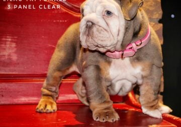 Peggy Lilac Tri Female