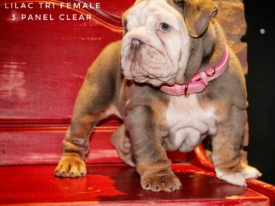 Peggy Lilac Tri Female
