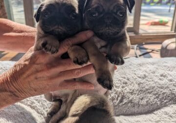 Male Pug Puppies
