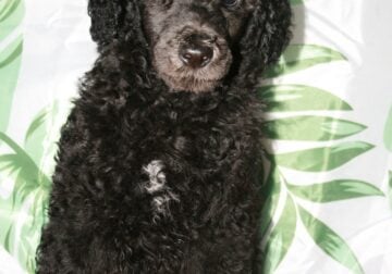 3 Month standard poodle