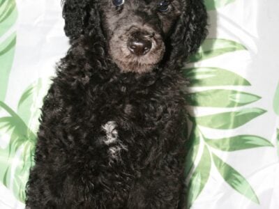 3 Month standard poodle