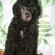 3 Month standard poodle
