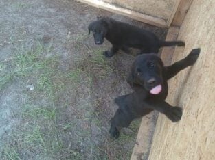 Free Puppies