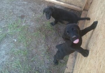 Free Puppies