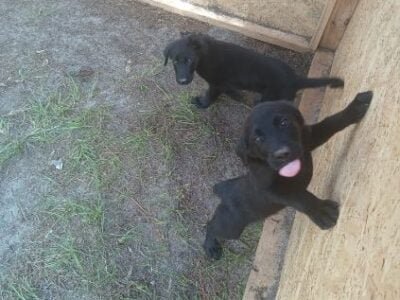 Free Puppies