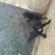 Free Puppies