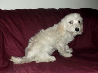 Sale – Charly, MaltiPoo male, non-shedding, smart