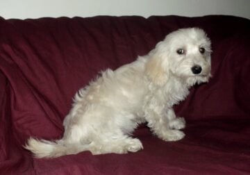 Sale – Charly, MaltiPoo male, non-shedding, smart