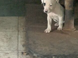 Pitbull