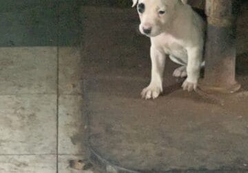 Pitbull