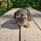 Maltipoo liter