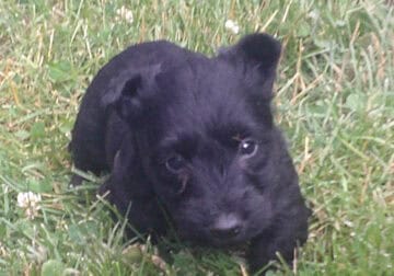 Six AKC Scottish Terrier Puppies For sale