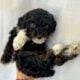 Toy poodles