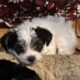 Toy poodle puppies yorki poo