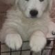 Great Pyrenees’ and white Labrador puppies!
