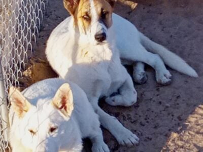 6 month old adorable border Collie mix