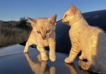 Snow Bengal Kittens