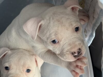 Pit bulls