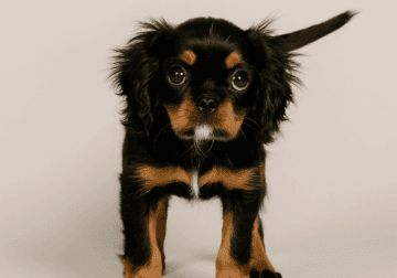 Cavalier King Charles Spaniel