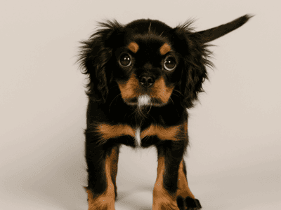 Cavalier King Charles Spaniel