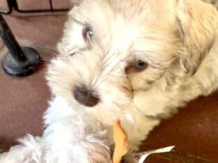 Trixie Miniature Schnauzer