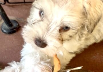 Trixie Miniature Schnauzer
