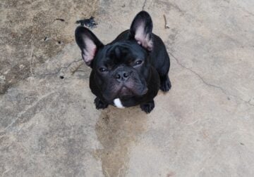 Free Pug to a Loving Owner