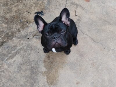 Free Pug to a Loving Owner