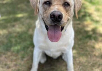 Yellow lab