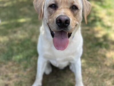 Yellow lab