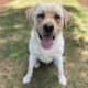 Yellow lab