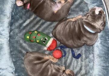 English Bulldog Puppies
