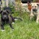 Siberian Corso Female puppy