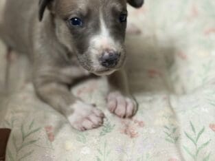 Beautiful greyhound