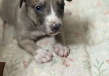 Beautiful greyhound