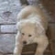 Great Pyrenesss and Anatolian puppies for Sale