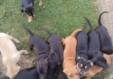 Pitahoulas