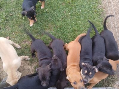 Pitahoulas