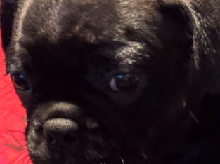 Frenchton puppies