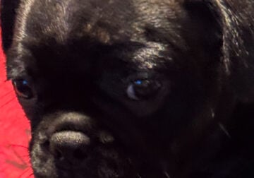 Frenchton puppies
