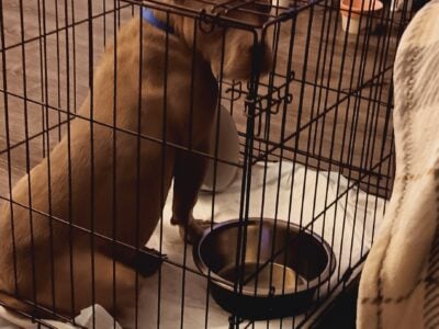 7 month old male bully