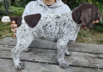 German Shorthair Pointer