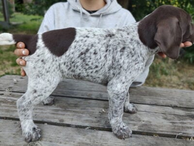 German Shorthair Pointer